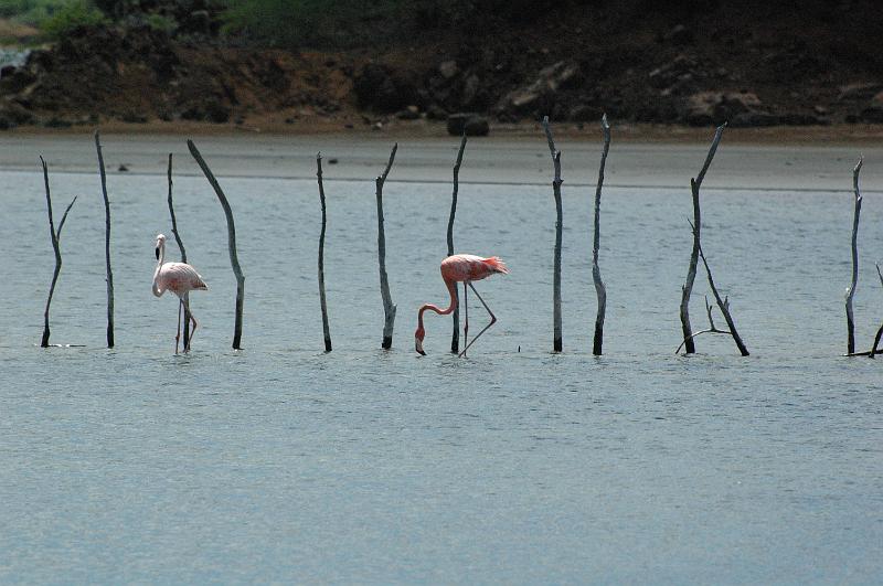 flamant rose 2.jpg